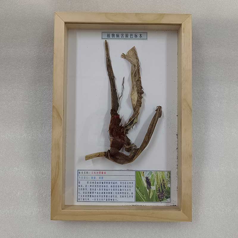 中草药植物标本