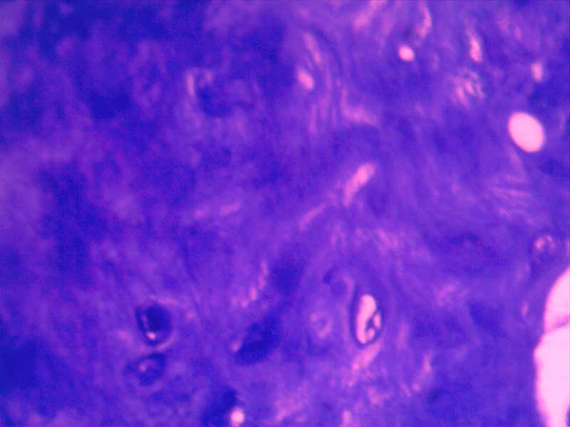 犬膝关节损伤切片-（亚甲蓝染色）40倍