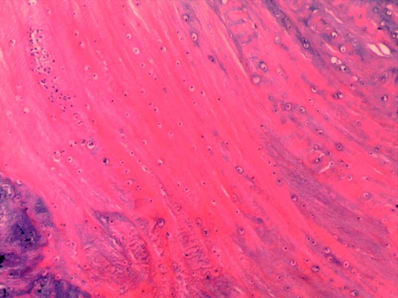 犬膝关节正常切片-10倍