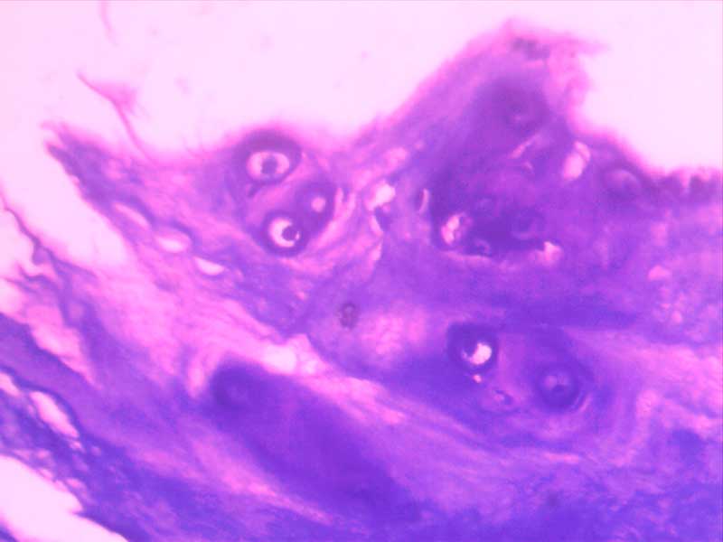 犬膝关节正常切片-（亚甲蓝染色）40倍