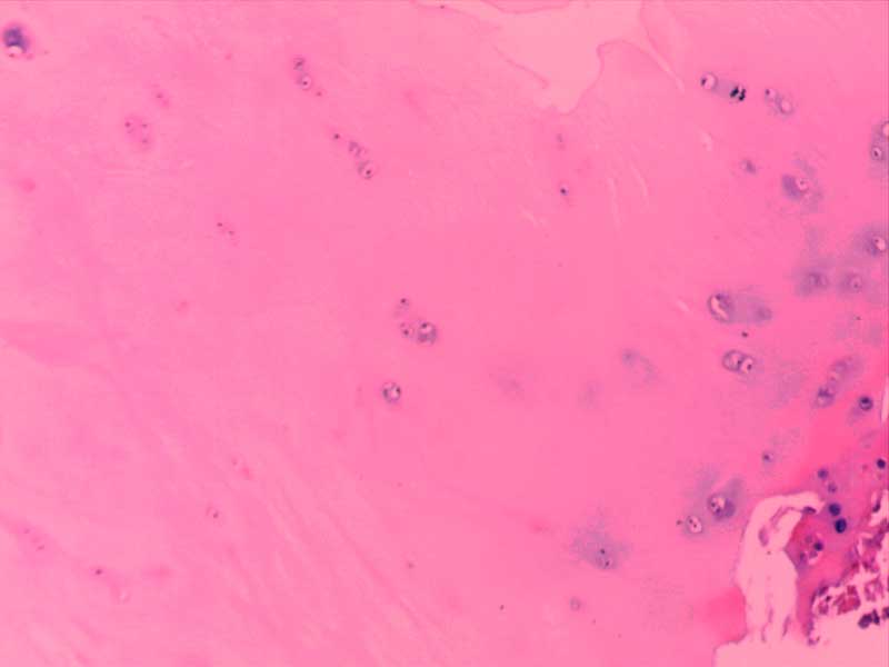 犬膝关节损伤-10倍