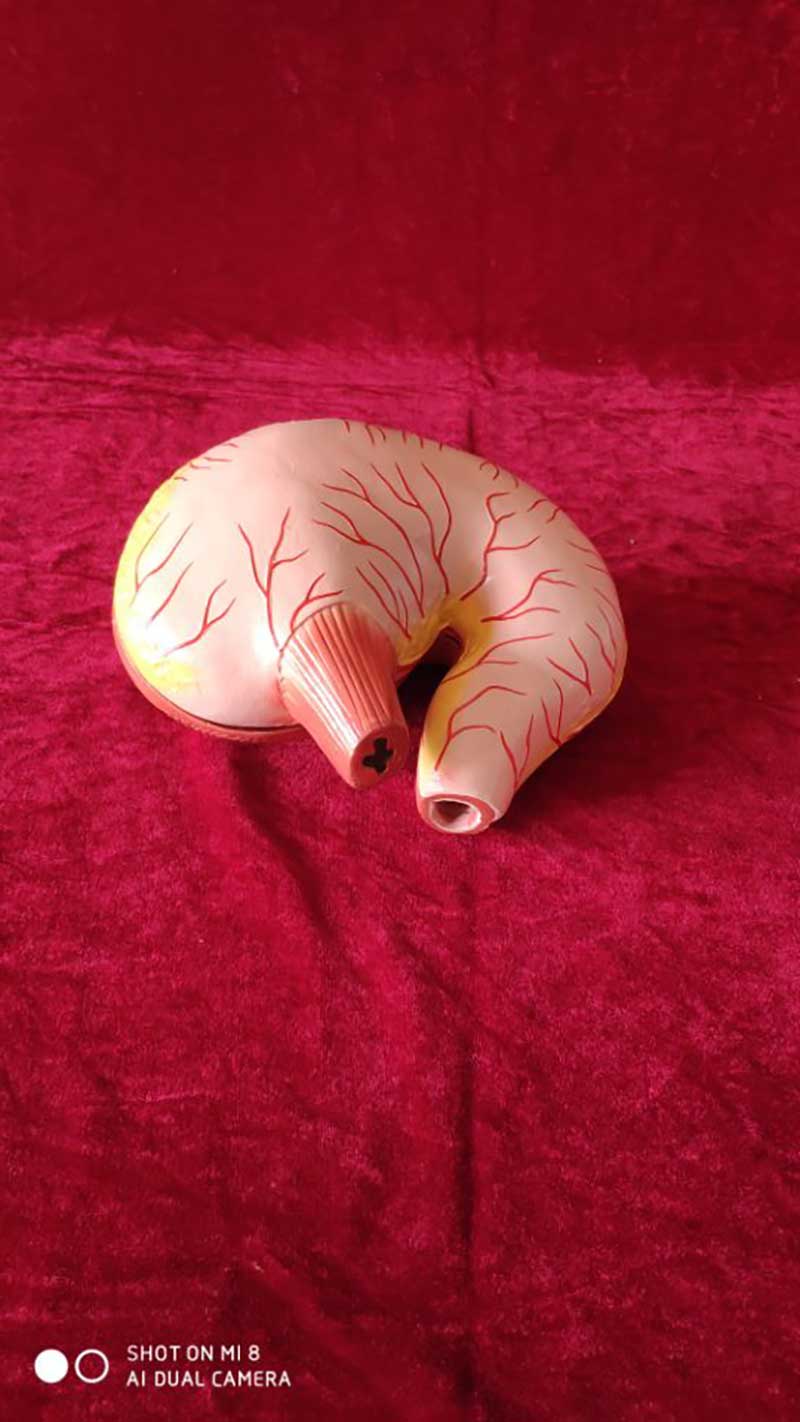狗胃