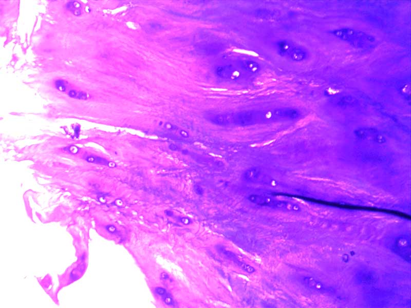 犬膝关节正常切片-（亚甲蓝染色）10倍