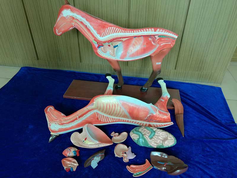 马解剖