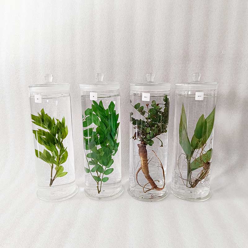 中草药植物标本