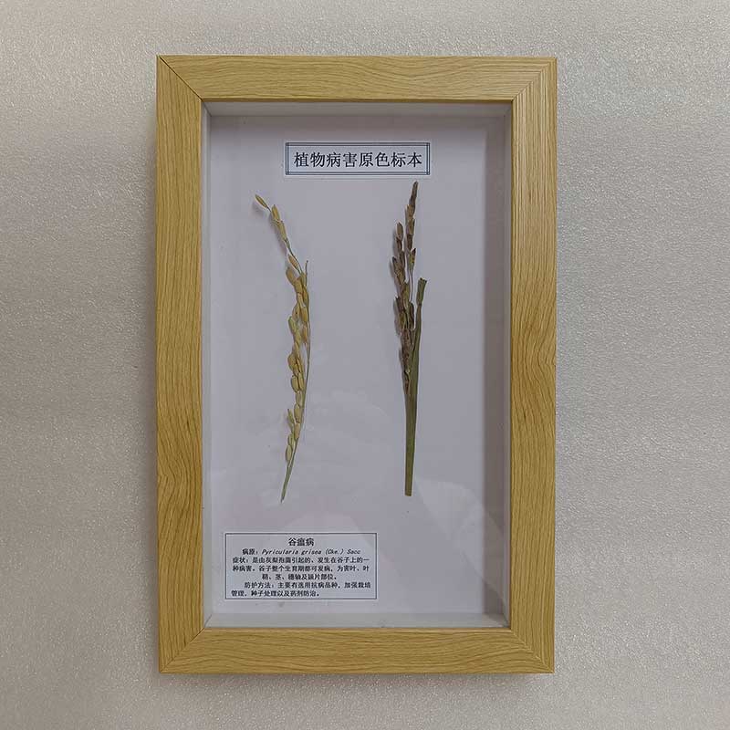 中草药植物标本