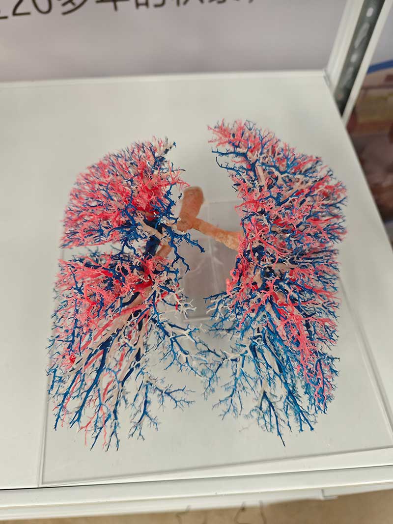 动物浸制标本