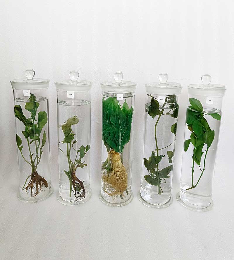 中草药植物标本