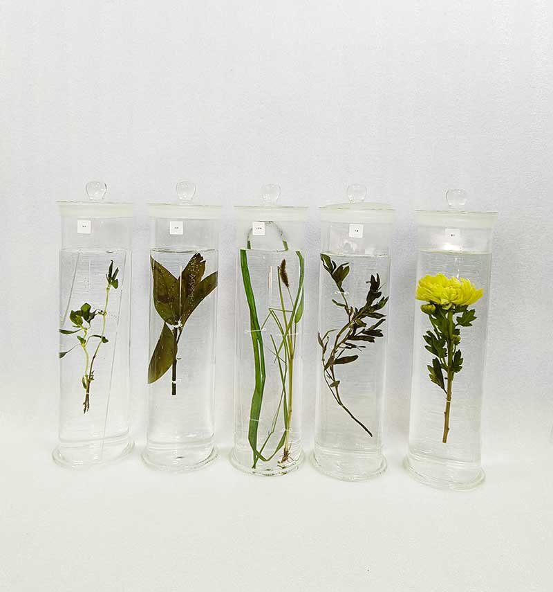 中草药植物标本