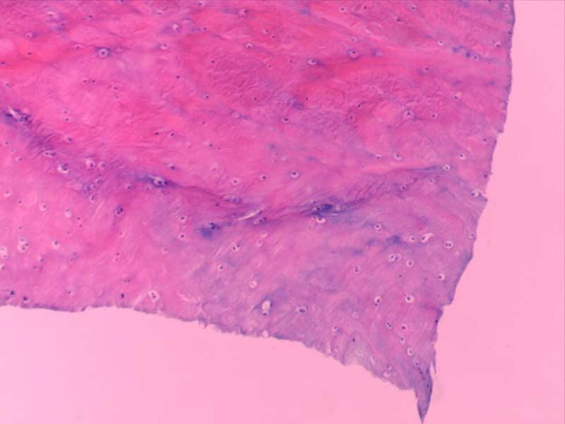 犬膝关节正常切片-10倍