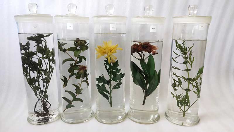 中草药植物标本