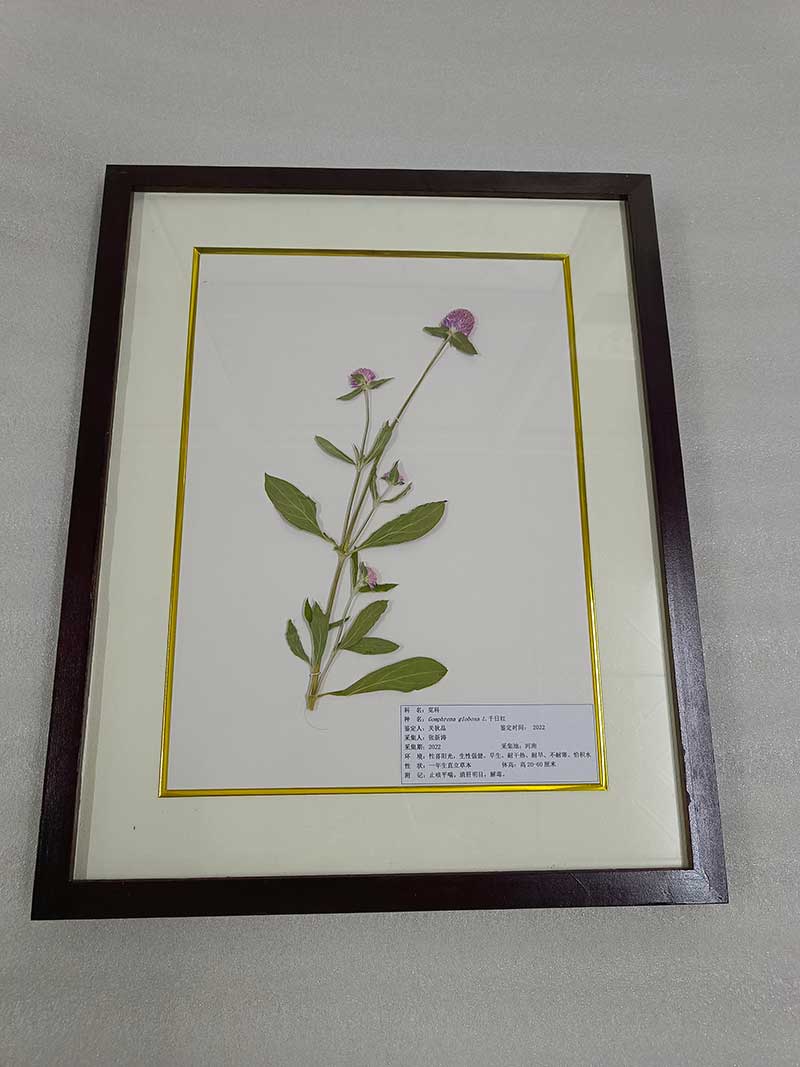 中草药植物标本