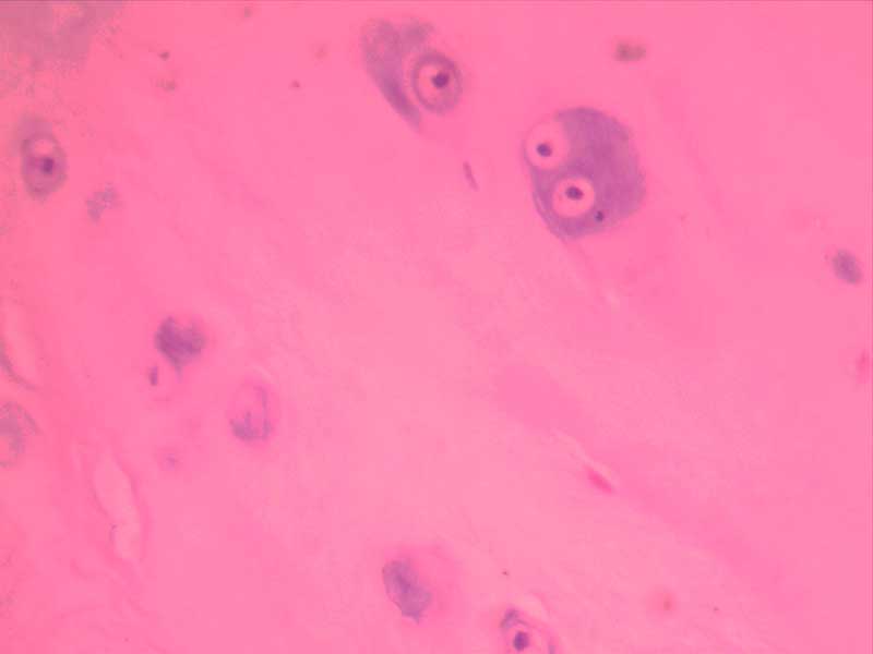 犬膝关节损伤-40倍