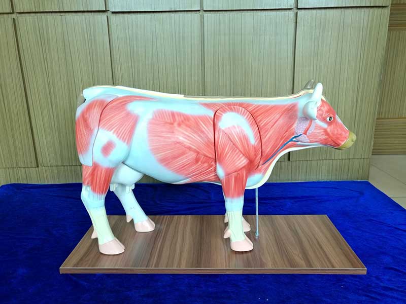 牛解剖1