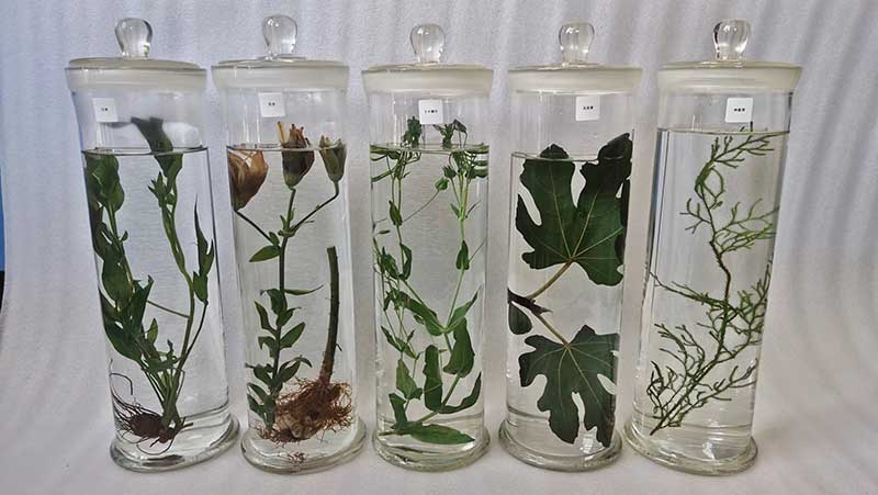 中草药植物标本