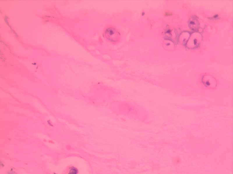 犬膝关节损伤-40倍