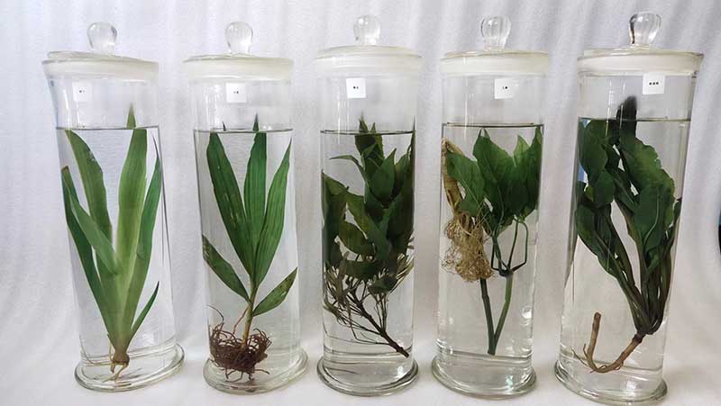 中草药植物标本