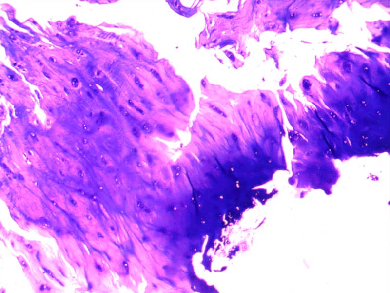 犬膝关节正常切片-（亚甲蓝染色）4倍