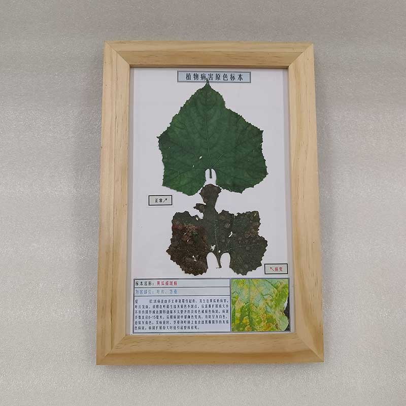 中草药植物标本