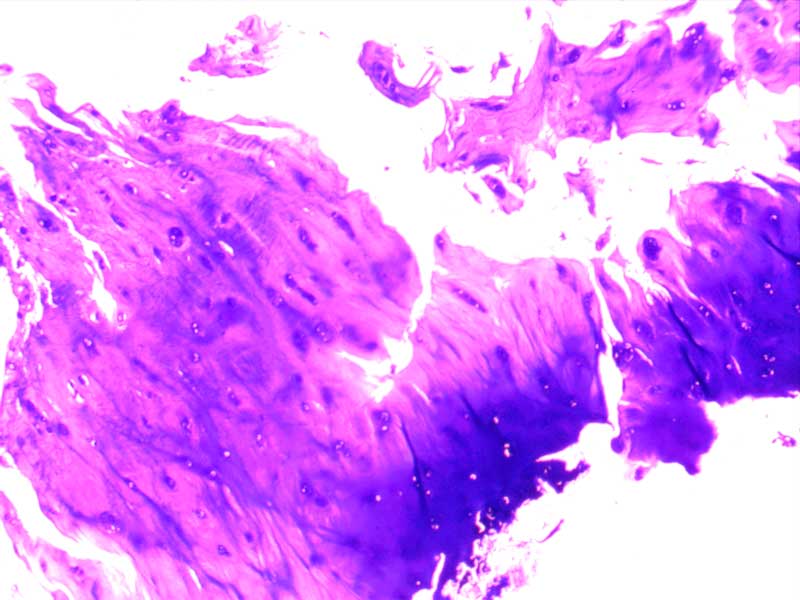 犬膝关节正常切片-（亚甲蓝染色）4倍