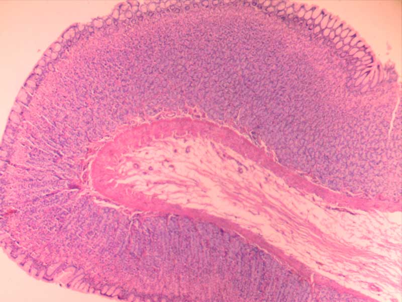 疏松结缔组织切片