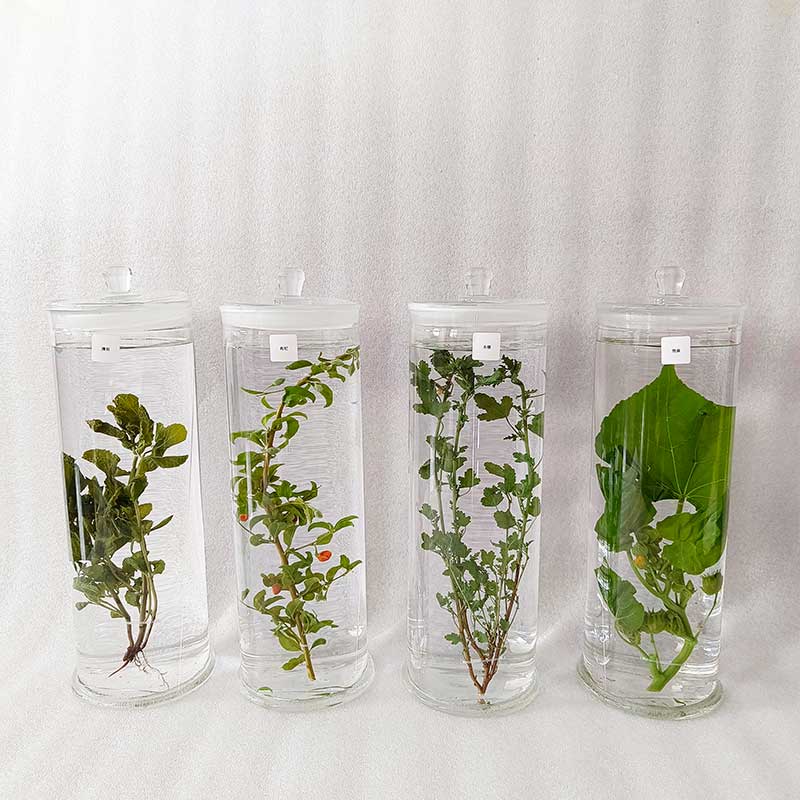 中草药植物标本