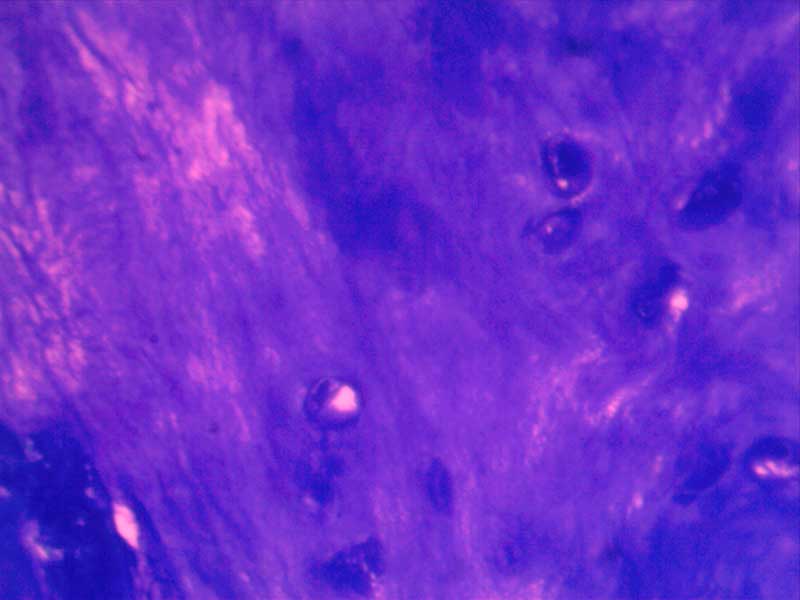 犬膝关节损伤切片-（亚甲蓝染色）40倍