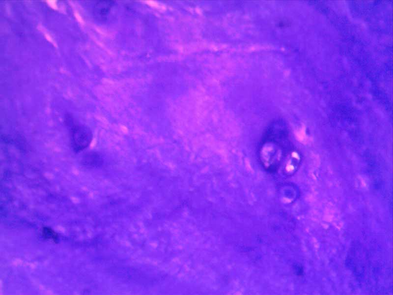 犬膝关节正常切片-（亚甲蓝染色）40倍