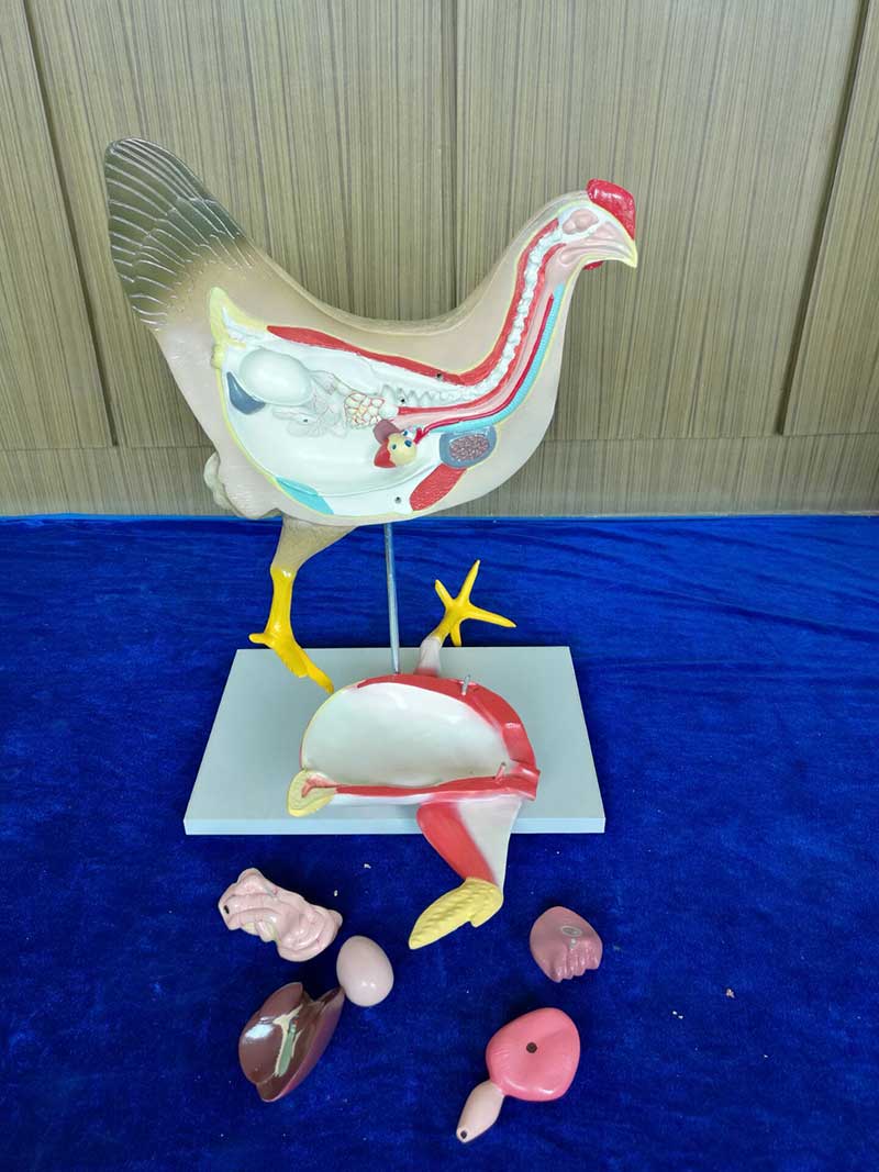 鸡解剖
