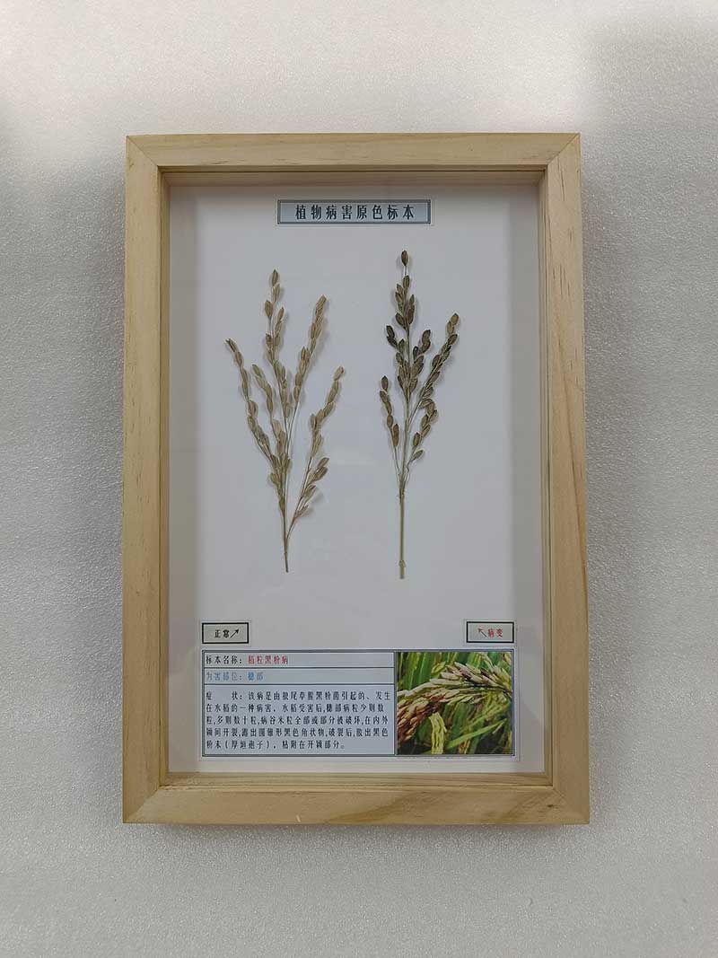 中草药植物标本