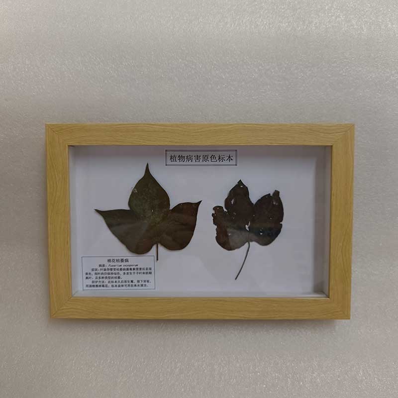 中草药植物标本