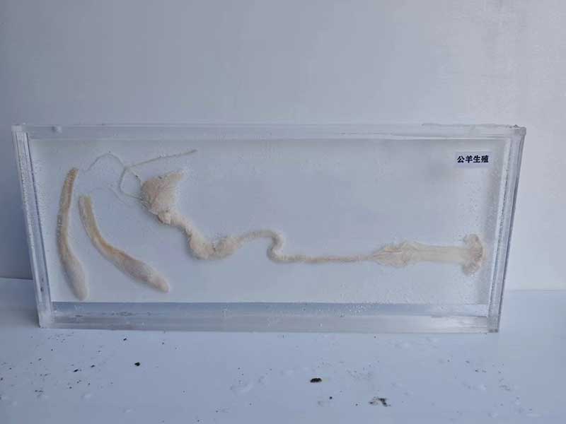 动物浸制标本