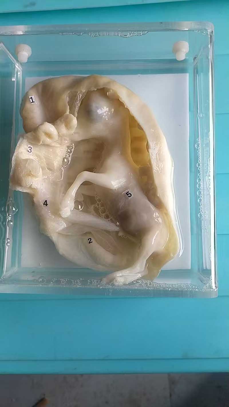动物浸制标本