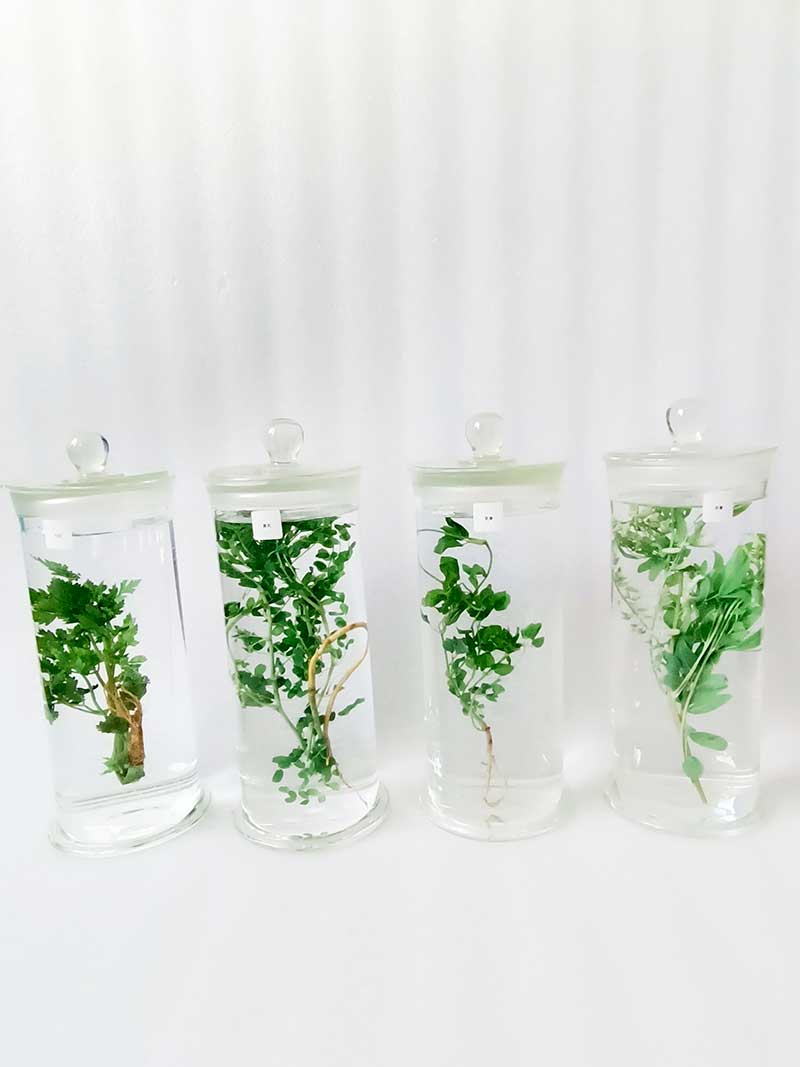 中草药植物标本